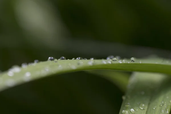 La imagen de la flora en macro — Foto de Stock