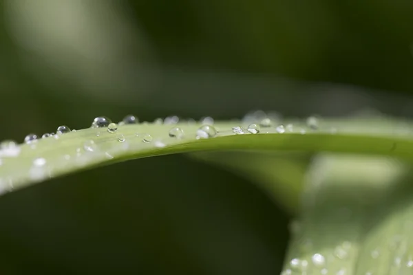 La imagen de la flora en macro — Foto de Stock