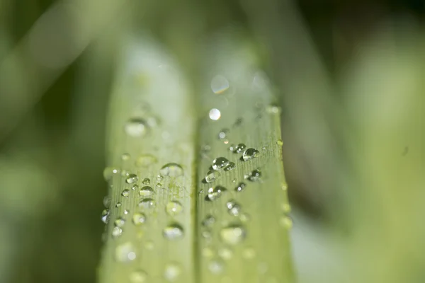 Das Bild der Flora im Makro — Stockfoto