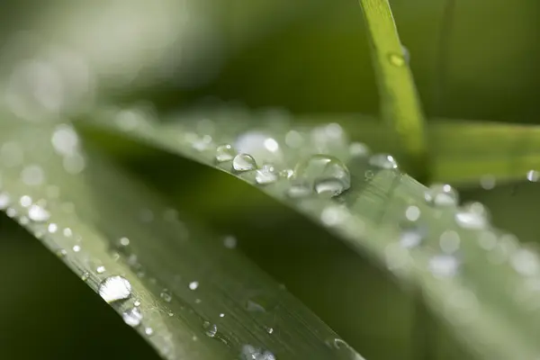 Das Bild der Flora im Makro — Stockfoto