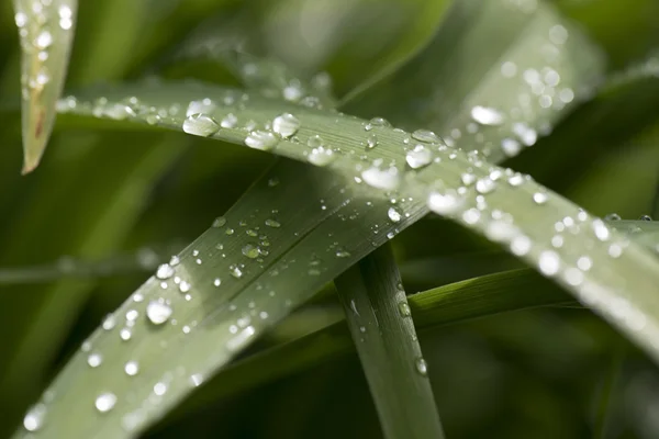 Das Bild der Flora im Makro — Stockfoto