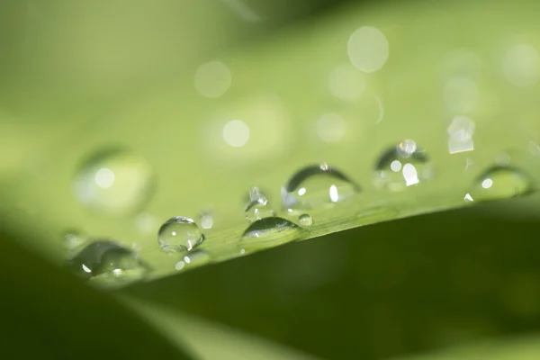 Das Bild der Flora im Makro — Stockfoto