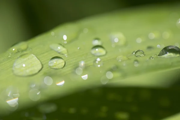 Das Bild der Flora im Makro — Stockfoto