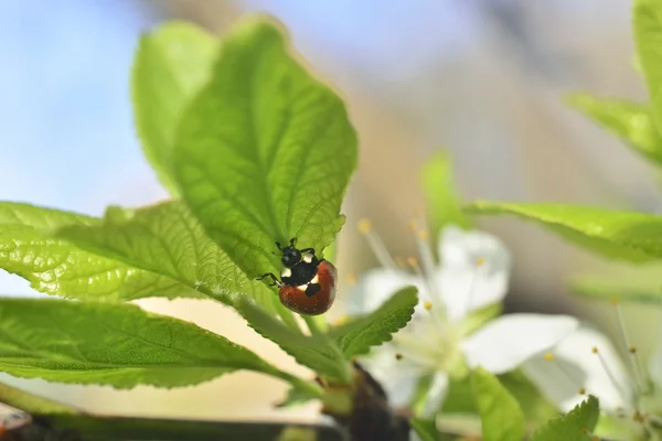 Spring background (ladybug on green leef) — Stock Photo, Image