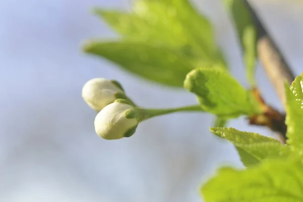 White bud flower — Stock Photo, Image