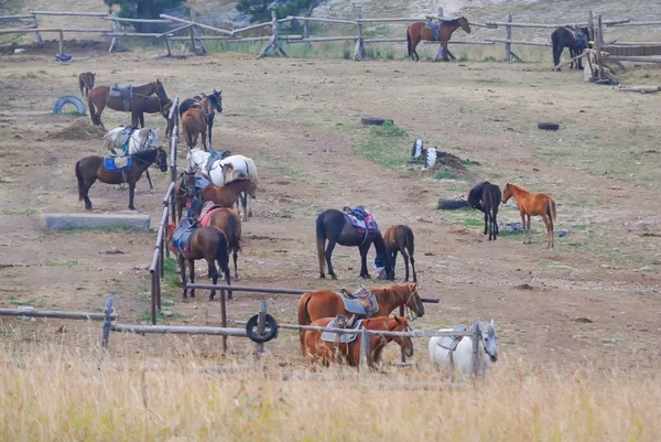 山の牧草地の馬 — ストック写真