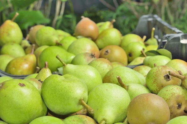 Sale boxes with pear — Stock Photo, Image