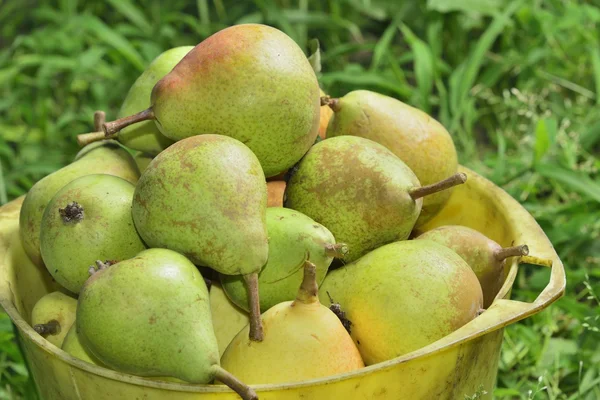 Pail with pears — Stock Photo, Image