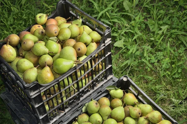 Sale boxes with pear — Stock Photo, Image