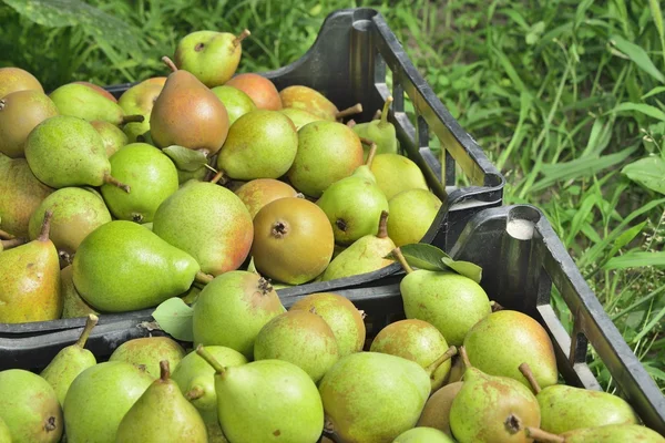 Sale boxes with pear — Stock Photo, Image