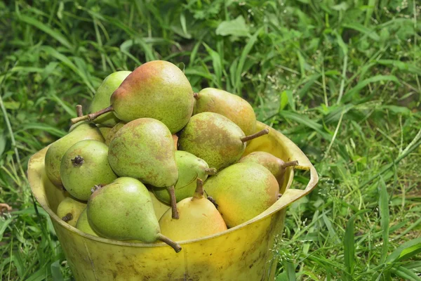 Pail with pears — Stock Photo, Image
