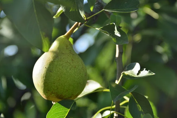 Peas on tree — Stock Photo, Image