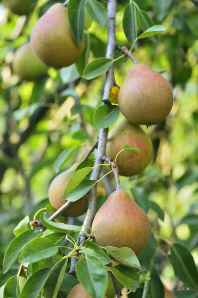 Pears on tree — Stock Photo, Image