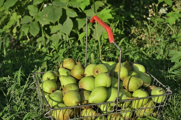 Pears in basket on grass — Stock Photo, Image