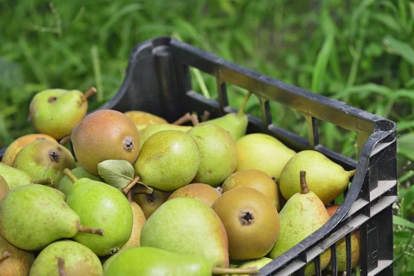 Sale boxes with pear — Stock Photo, Image