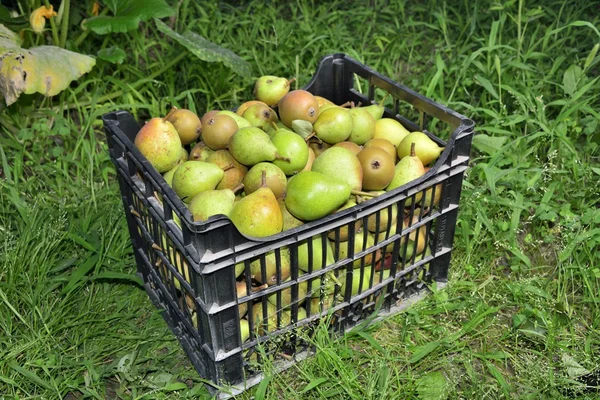 Sale boxes with pear — Stock Photo, Image