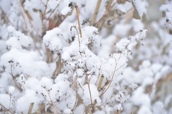 Winter landscape — Stock Photo, Image