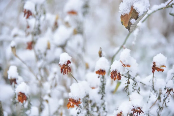 Flowers under the first snow — Stock Photo, Image