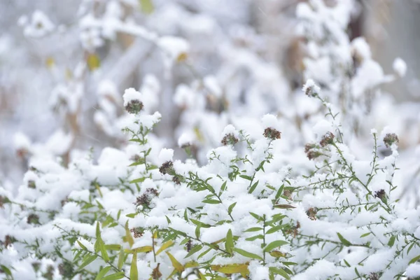 First snow — Stock Photo, Image