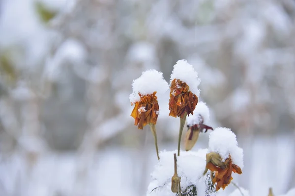 Flowers under the first snow — Stock Photo, Image