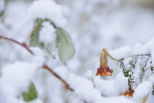 Flowers under the first snow — Stock Photo, Image