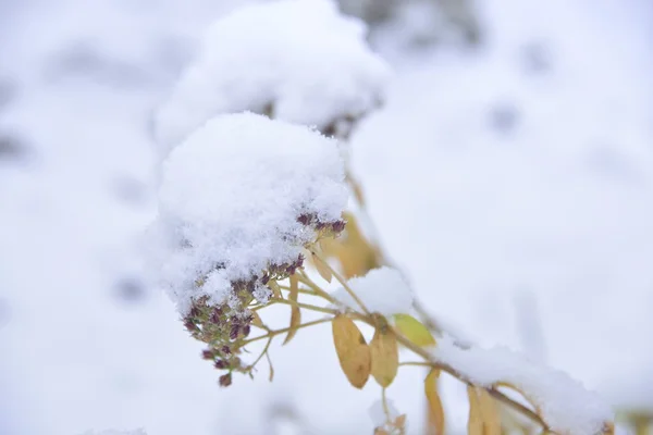 Flowers under the first snow — Stock Photo, Image