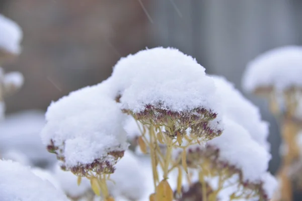 Flowers under the first snow — Stock Photo, Image