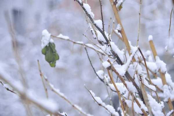 Winter landscape — Stock Photo, Image