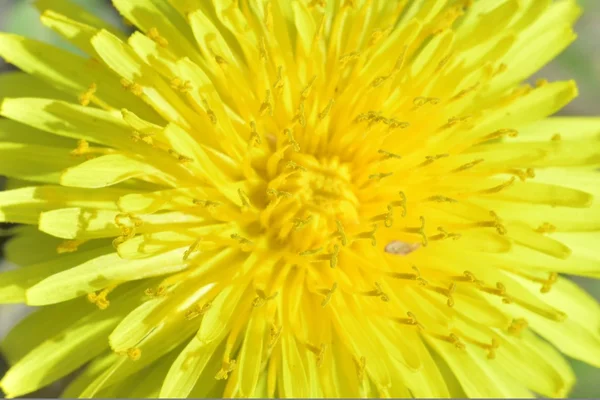 Dandelion — Stock Photo, Image