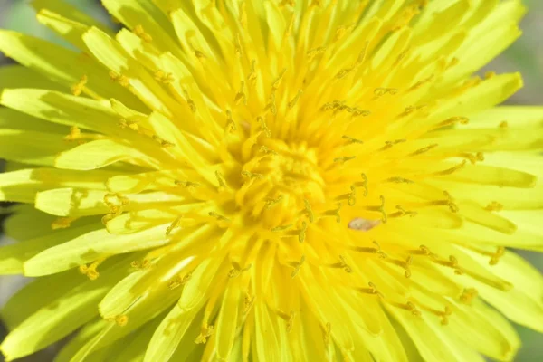 Diente de león — Foto de Stock