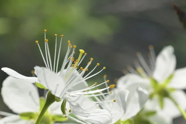 White macro spring blossoms — Stock Photo, Image