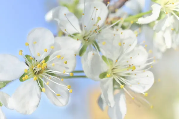 White macro spring blossoms — Stock Photo, Image