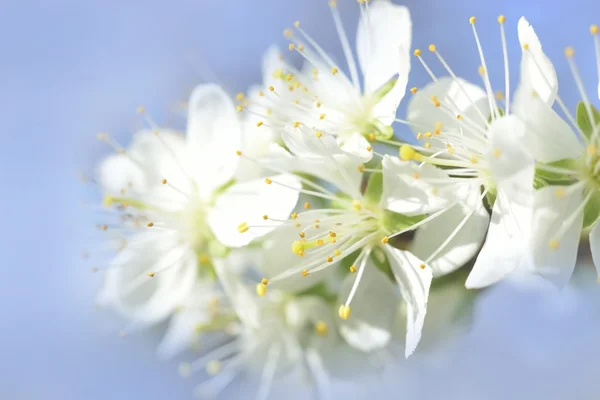 White macro spring blossoms — Stock Photo, Image