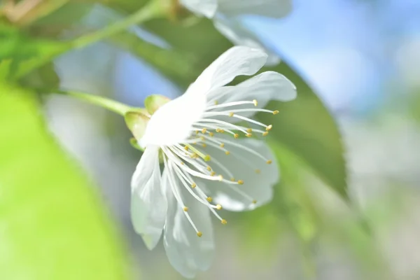 Beyaz makro bahar çiçekleri — Stok fotoğraf