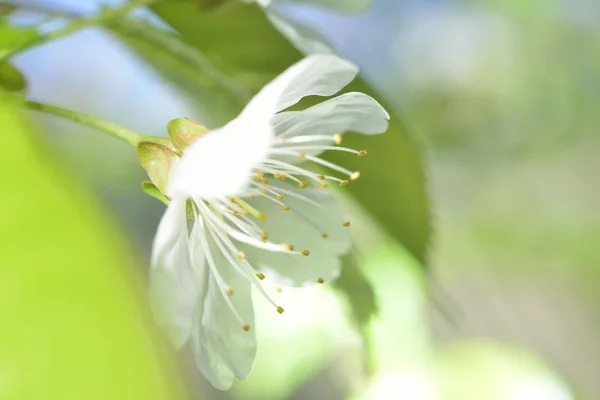 White macro spring blossoms — Stock Photo, Image