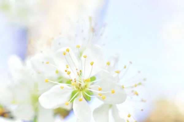 Flores de primavera macro brancas — Fotografia de Stock
