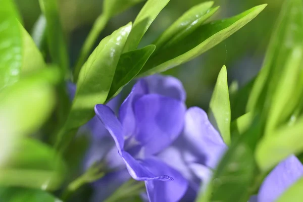 Macro zoomed folhas verdes e flores roxas — Fotografia de Stock