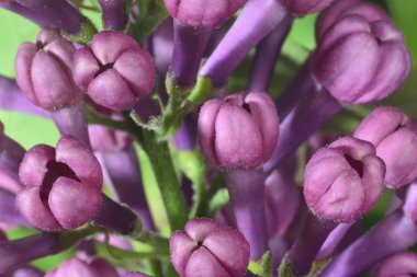 lilac buds clipart
