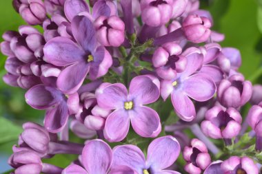 lilac buds clipart