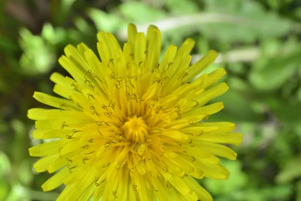 Macro zoomed yellow dandelion — Stock Photo, Image