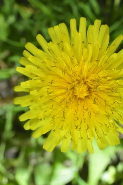 Macro zoomed yellow dandelion — Stock Photo, Image