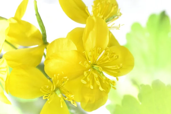 Flowering celandine — Stock Photo, Image