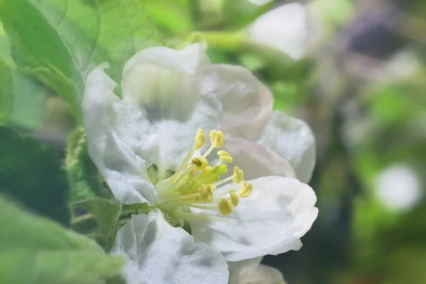 Flor de manzana —  Fotos de Stock