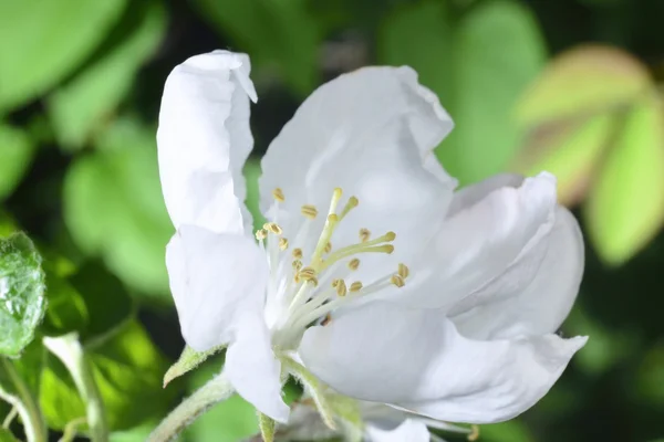 Apple blossom — Stock Photo, Image