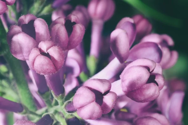 Lilac buds — Stock Photo, Image