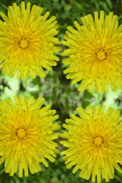 Macro zoomed yellow dandelion — Stock Photo, Image