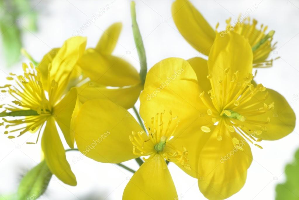 flowering celandine