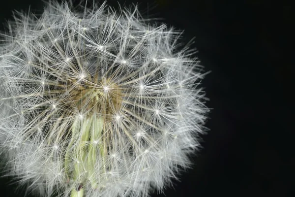 Macro blowball — Stock Photo, Image