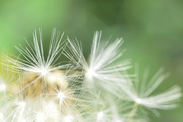 Diente de León de macro — Foto de Stock