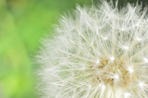 Macro blowball — Stock Photo, Image